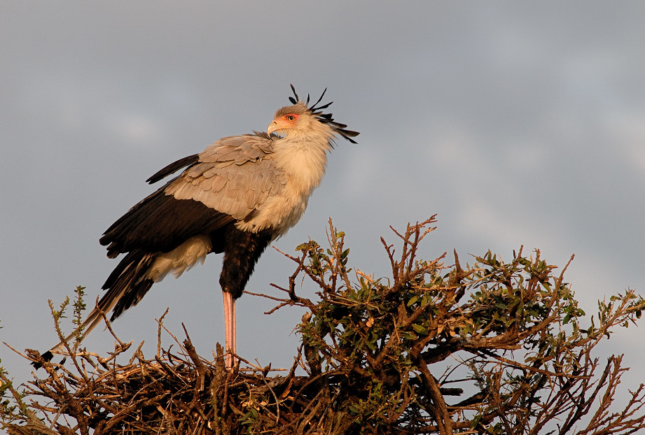 Sekretärvogel