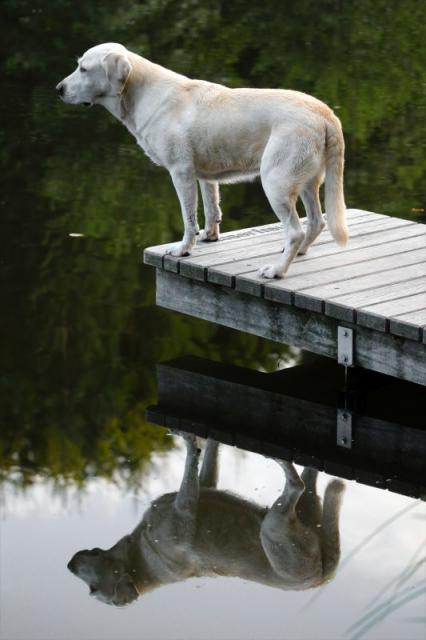 Selma Spiegelung weiher