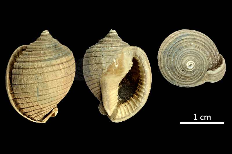 Semicassis (Semicassis) miolaevigata (SACCO 1890) juv 800