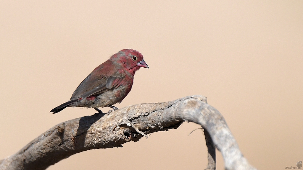 Senegalamarant auch Zwergblutfink und Roter Astrild genannt (Red-billed firefinch)
Ruaha Nationalpark

s465 Ruaha Red-billed Firefinch 3043
