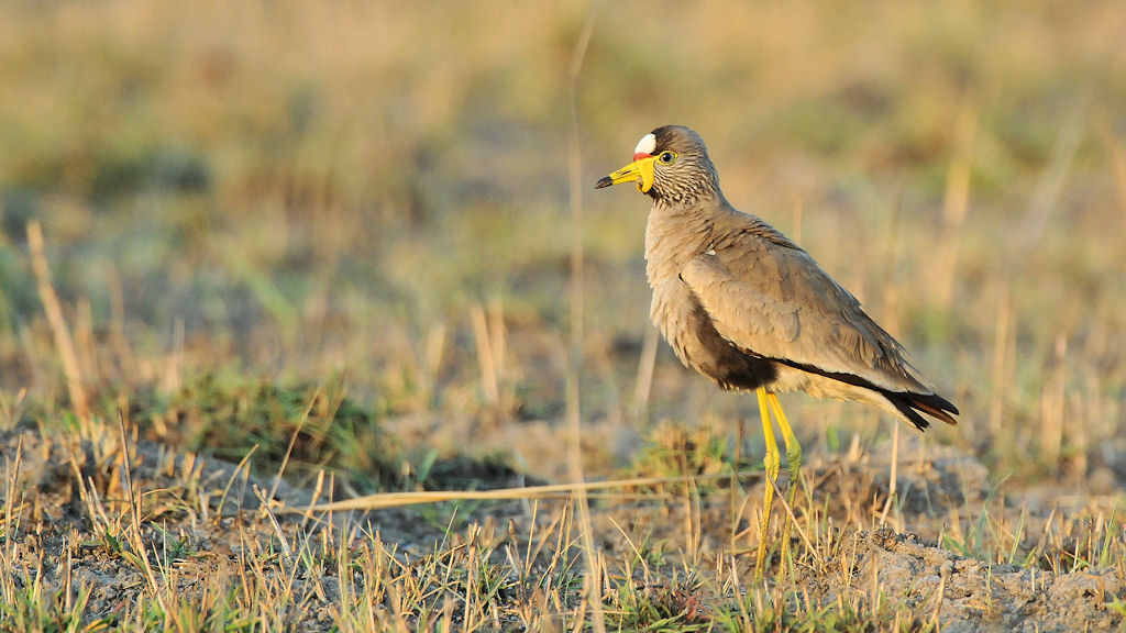 Senegalkiebitz (African Wattled Lapwing)
Busanga Plains, Kafue
6332