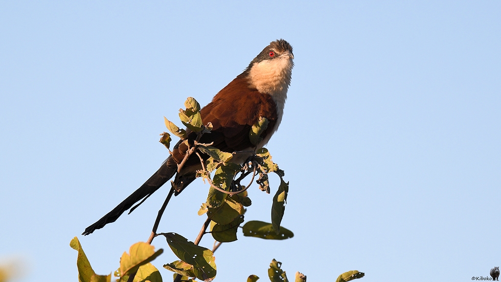 Senegalspornkuckuck (Senegal Coucal)

s380 Hwange SenegalCoucal 5529