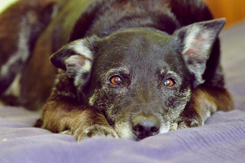 Seniorhund