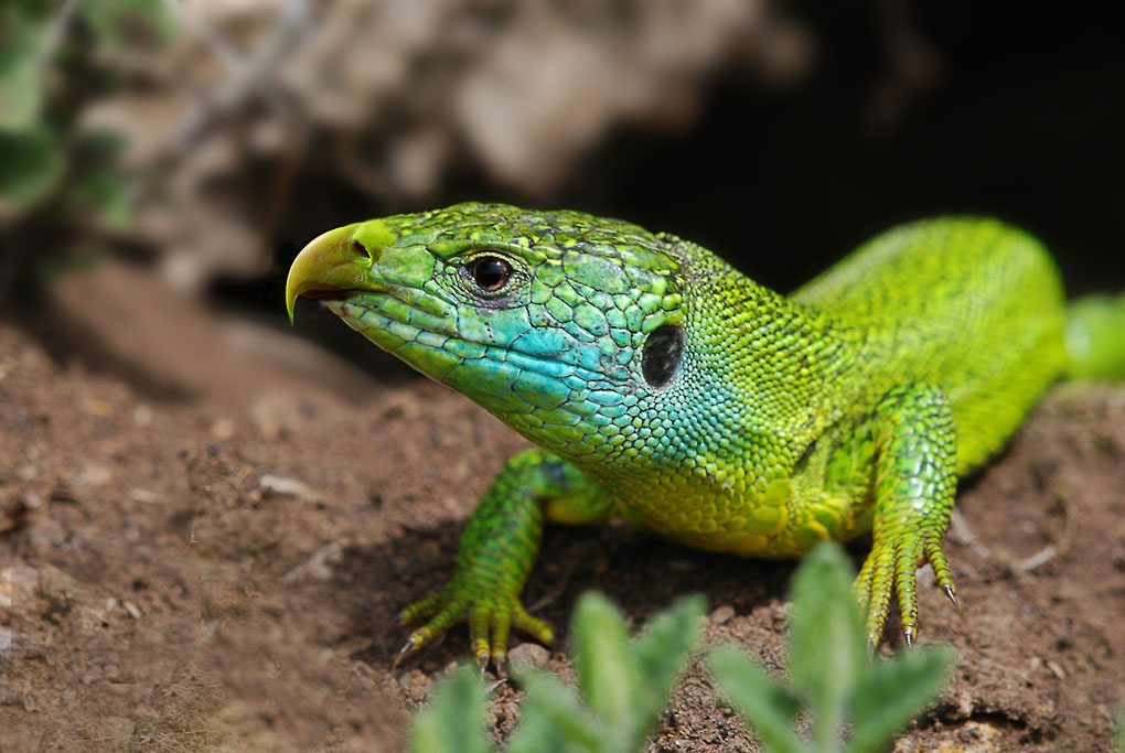 Sensationelle Entdeckung am Kaiserstuhl.
Ein Wunder der Evolution