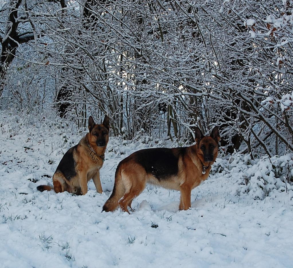 Senta und Castor