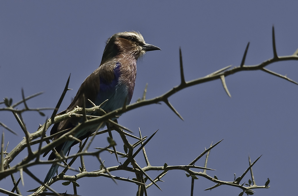 serengeti 01