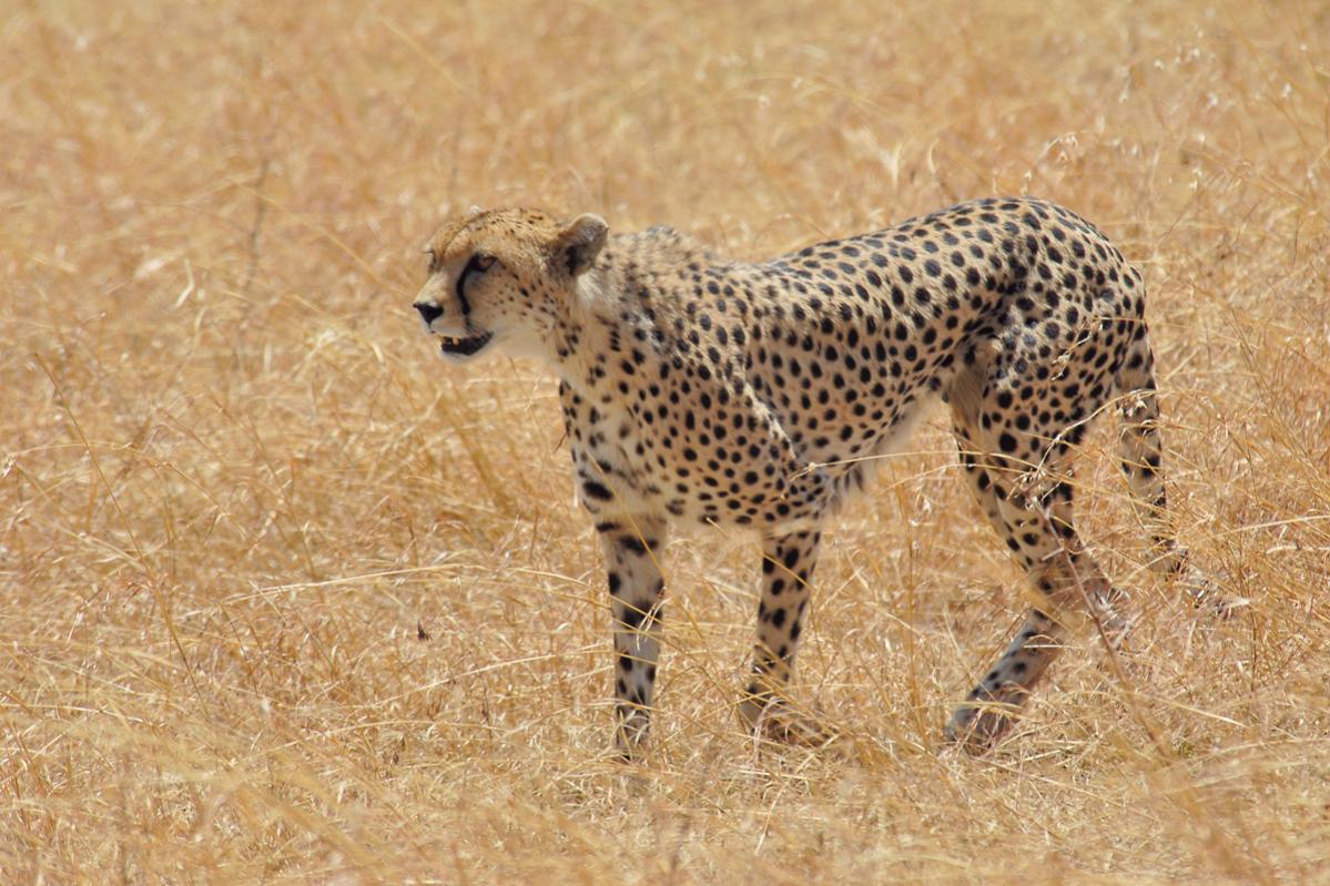 serengeti 08.10.2006 11 14