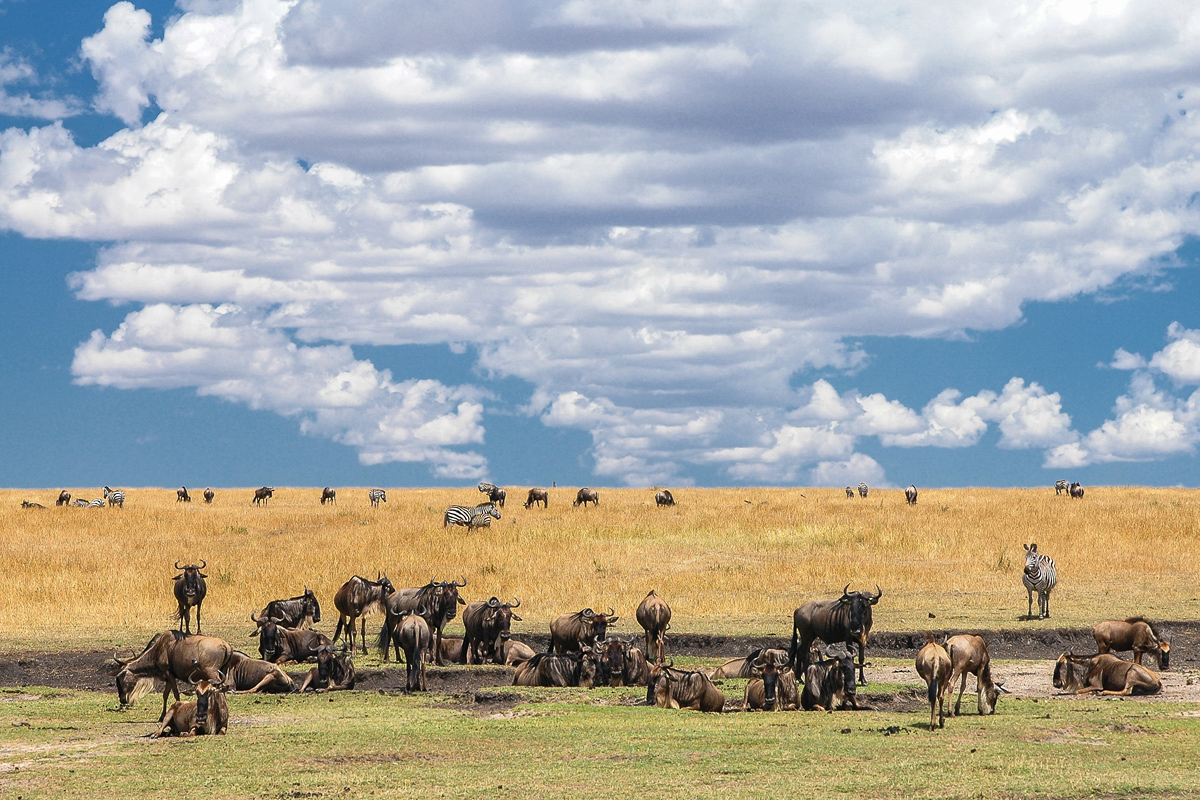 serengeti 09.10.2006 12 53