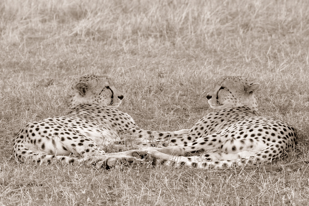 serengeti 09.10.2006 14 37
