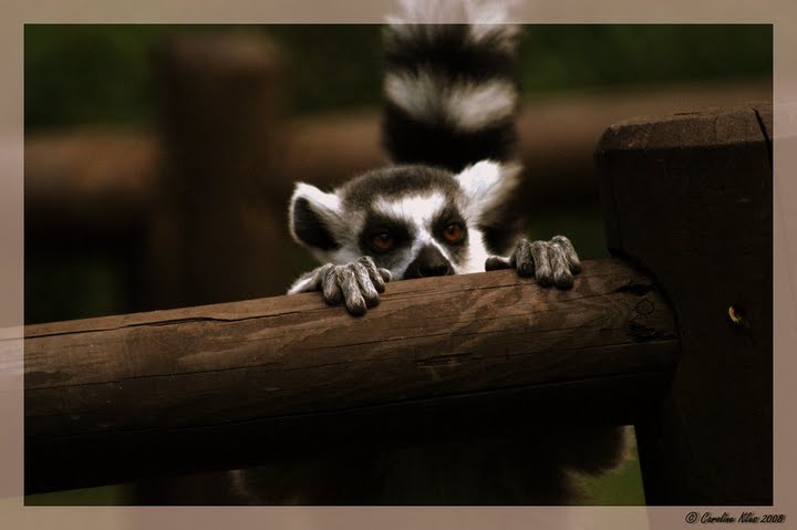 Serengetipark
