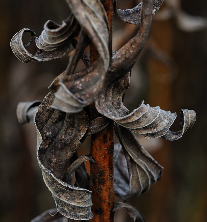 Serpentinata 1