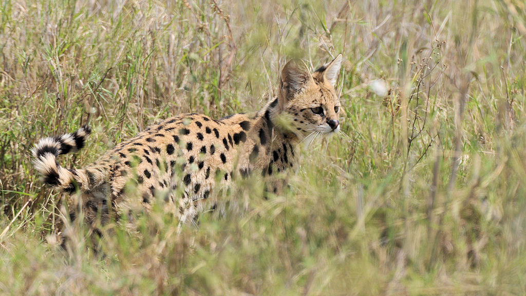 Serval Serengeti Seroner
4330