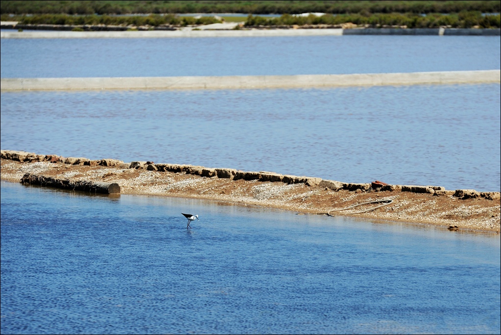 Ses Salines - Salinenfeld