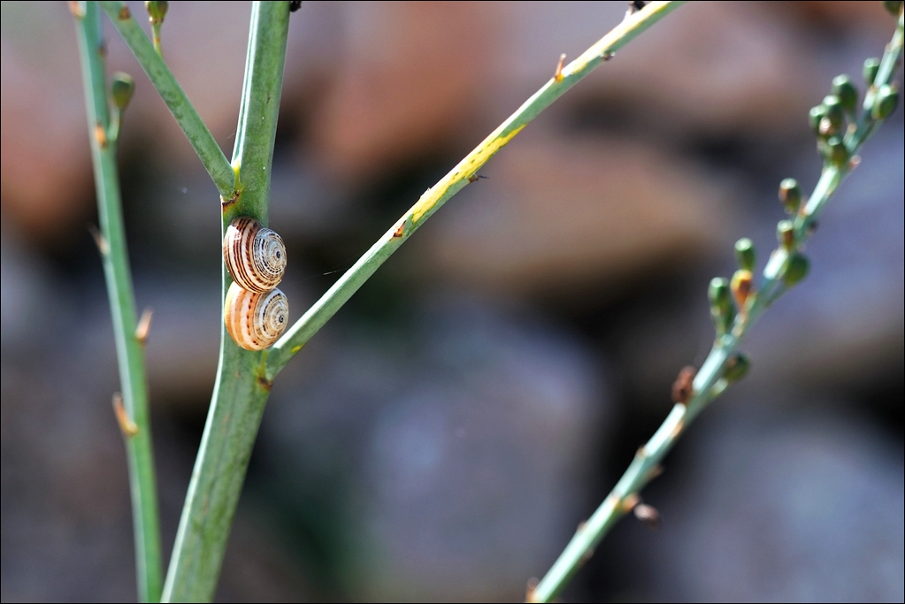 Ses Salines - Schnecken