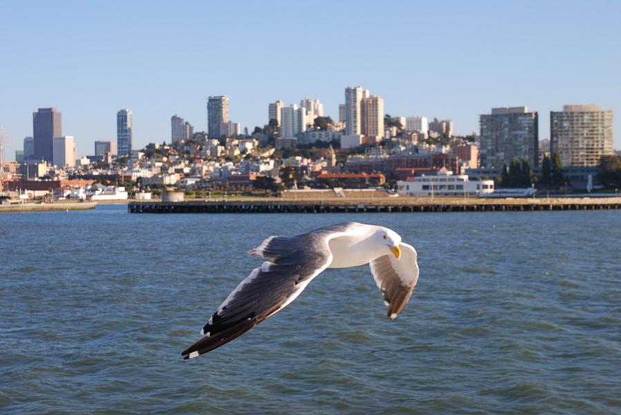 SF