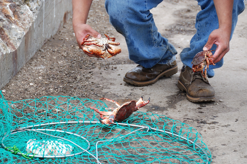 SFO Crabs