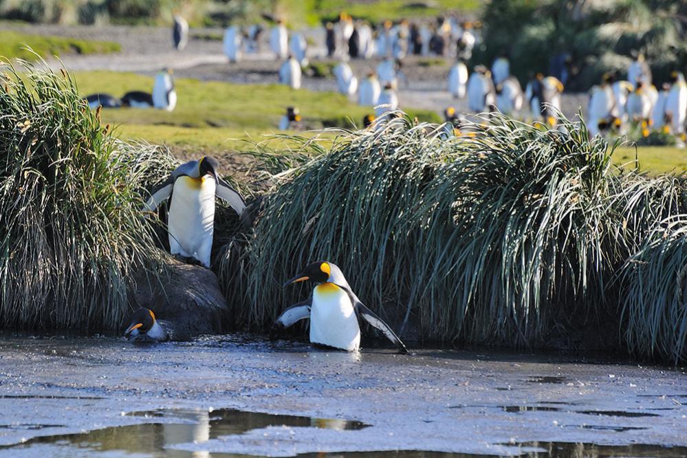 SG12