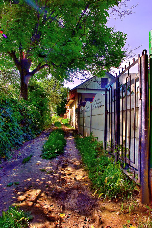 shady lane