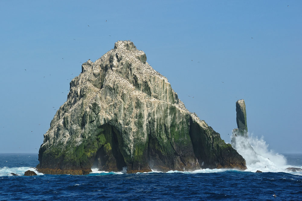 shagrock1