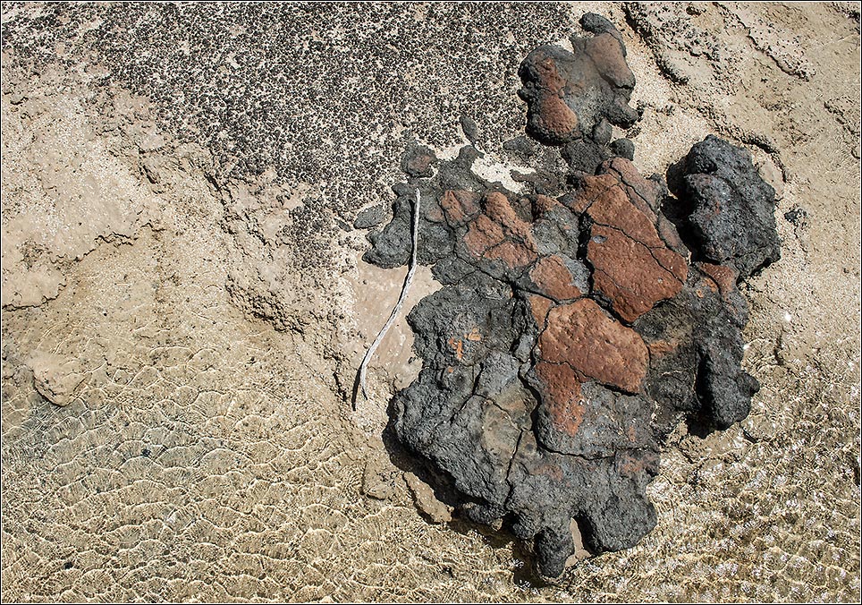 shark bay1