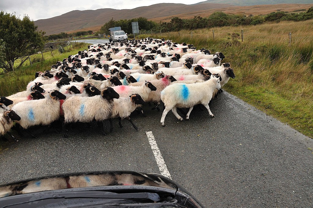 sheep