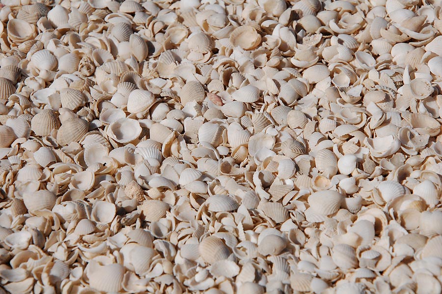 Shell beach