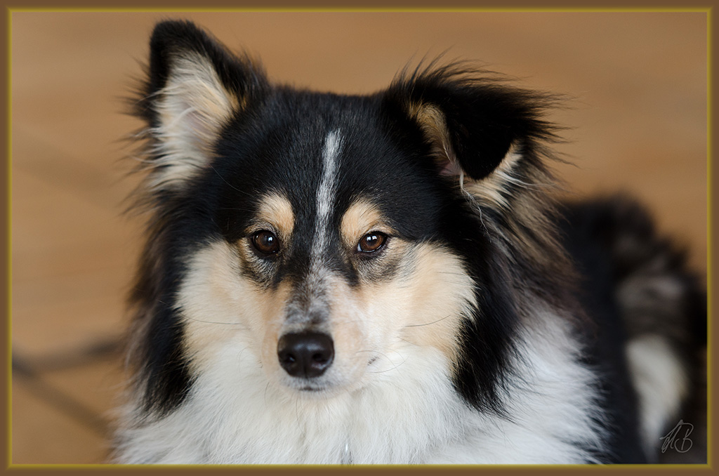 Sheltie in Eiselfing