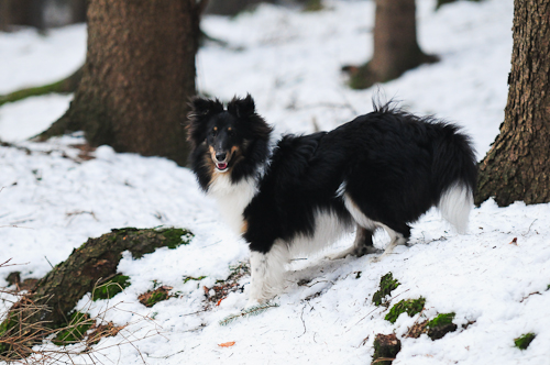 sheltietreff Bocketal (17 von 86)
