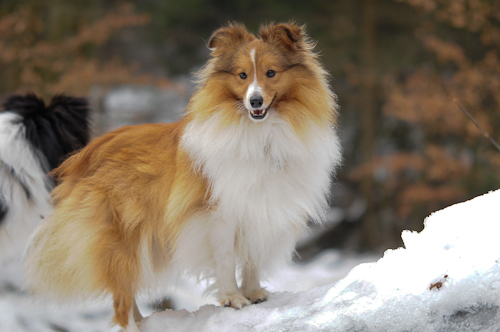 sheltietreff Bocketal (35 von 86)