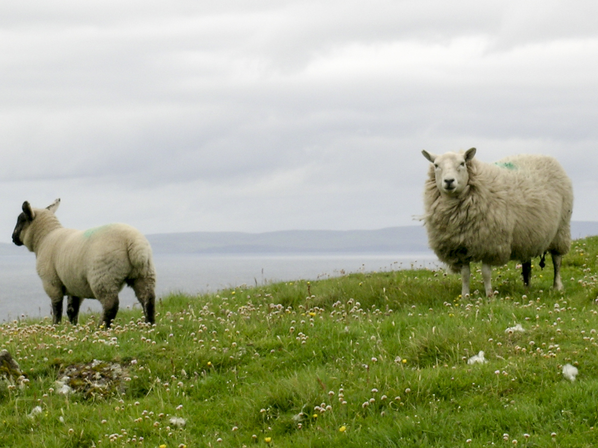 Shetland Schafe