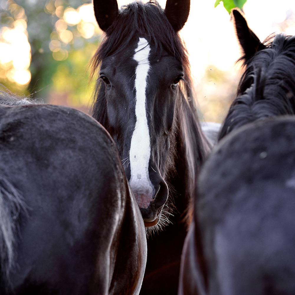 Shire Horses 0314, Shire Horse Stute Queenie, eingeramt von Berufskollegen