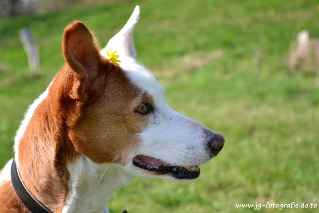 Shiwa :) 
Modell: NIKON D3100
ISO: 100
Belichtung: 1/320 Sek.
Blende: 4.0
Brennweite: 40mm
Mit Blitz: Nein