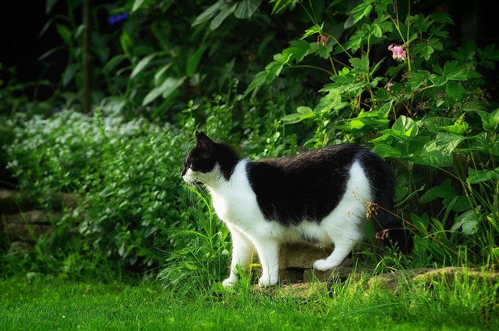 Shorty DSC 0590