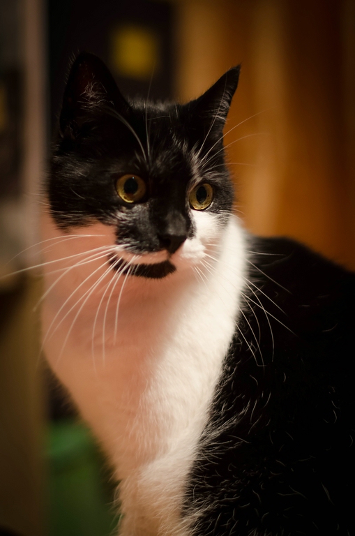Shorty DSC 5527