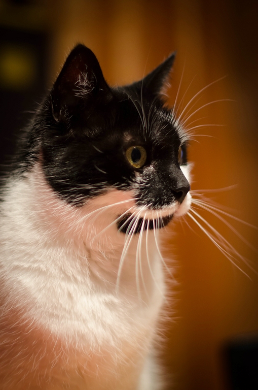 Shorty DSC 5531