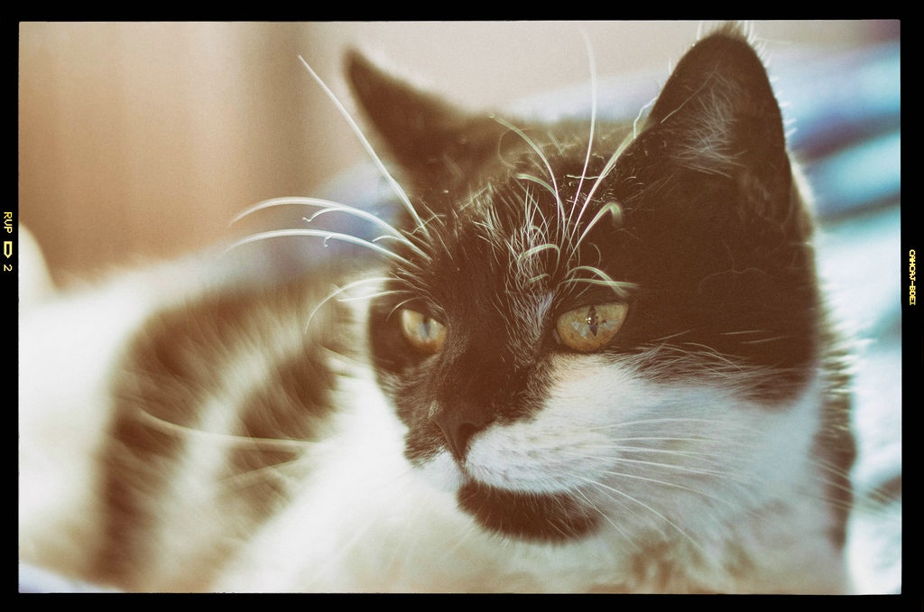 Shorty DSC 5549