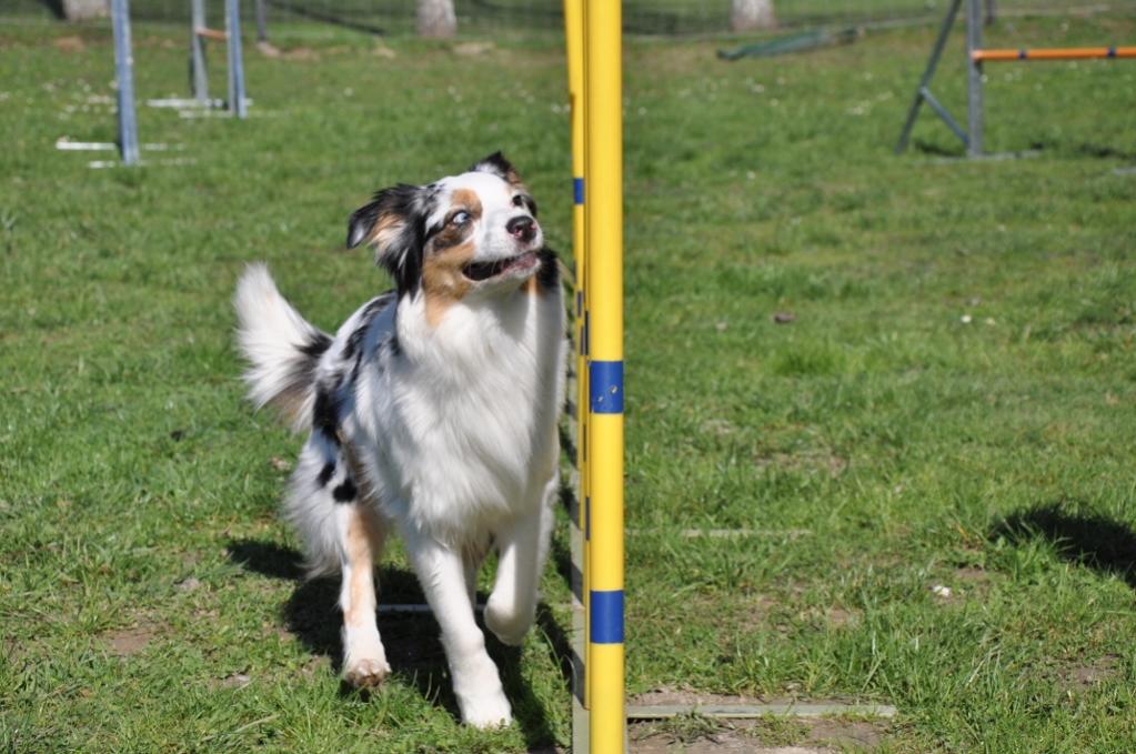Sia beim Agility