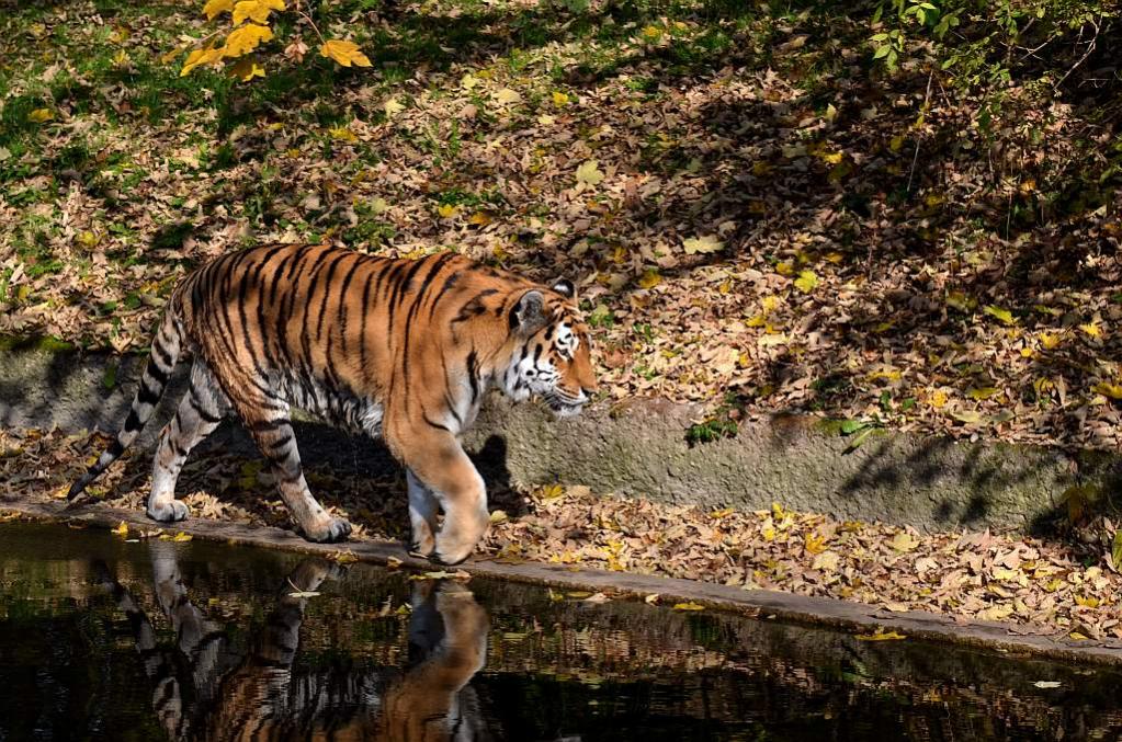Sib Tiger2 Scale