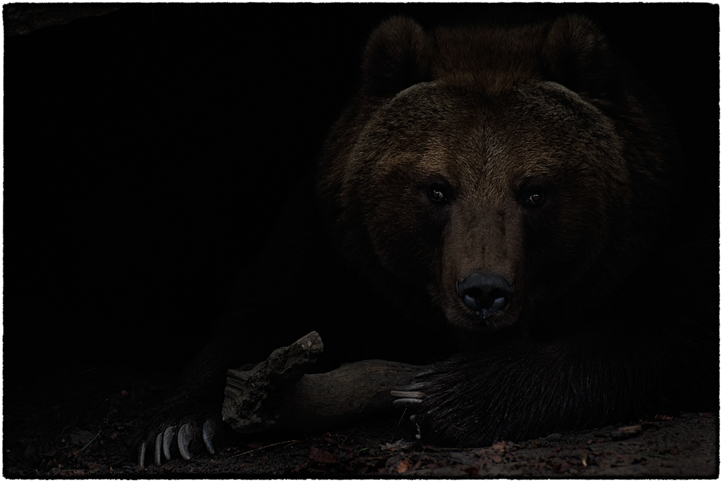 Sibirische Braunbär (Ursus arctos beringianus)