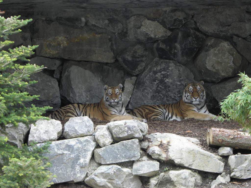Sibirische Tiger (Panthera tigris altaica)