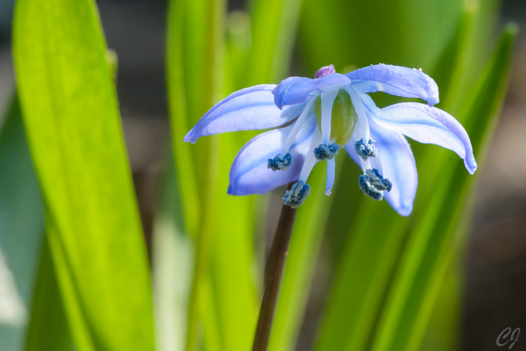 Sibirischer Blaustern