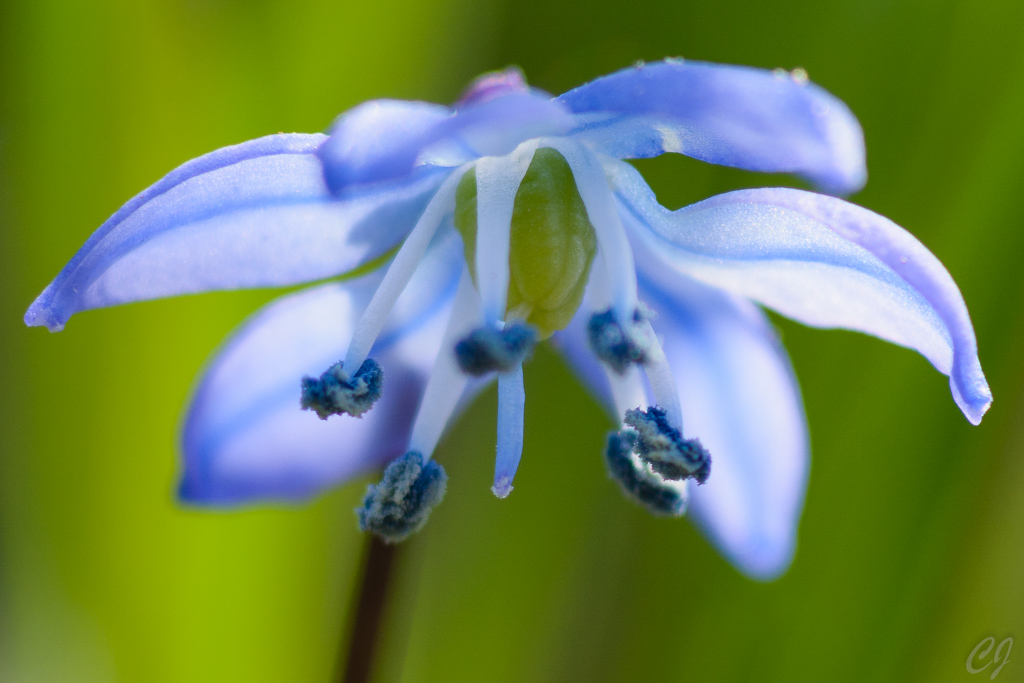 Sibirischer Blaustern