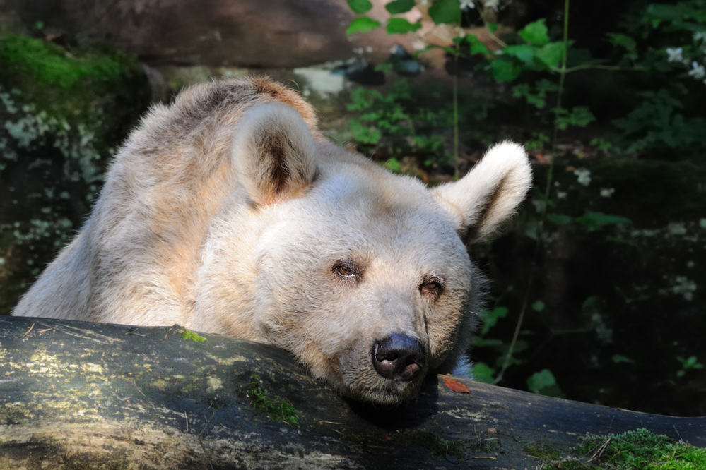 Sibirischer Braunbär
Tiergarten Nürnberg