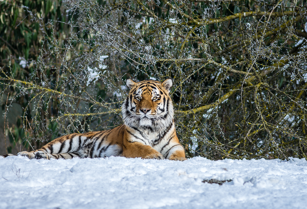 sibirischer Tiger Jegor