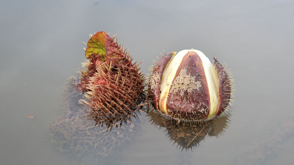 sich öffnende Knospe der Amzonas Riesenseerose (vitoria amazonica)
Rupununi bei Karanambu
 2466