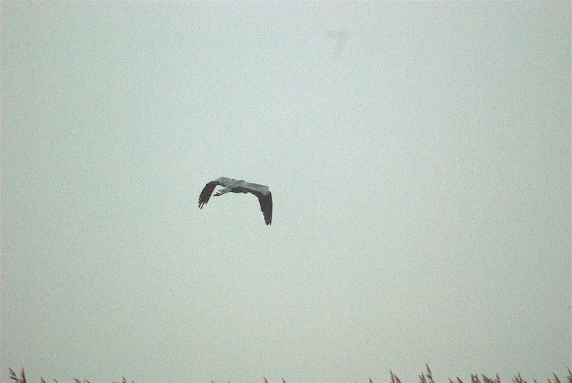 Sieben