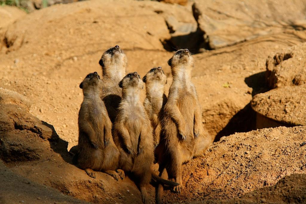 Siehe oben.
Zoo Duisburg