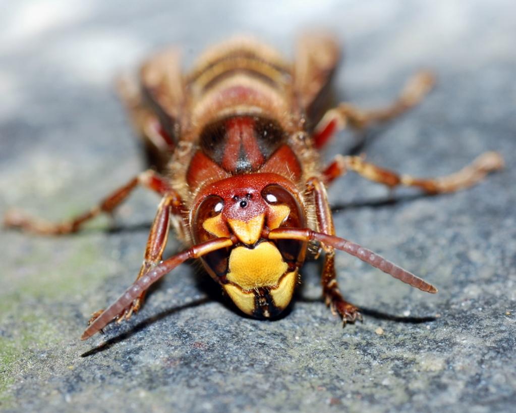 sieht leider tot aus, sie war aber nur durch die herrschenden Themperaturen etwas eingeschränkt

D40 + 90mm Tamron Macro
freihand