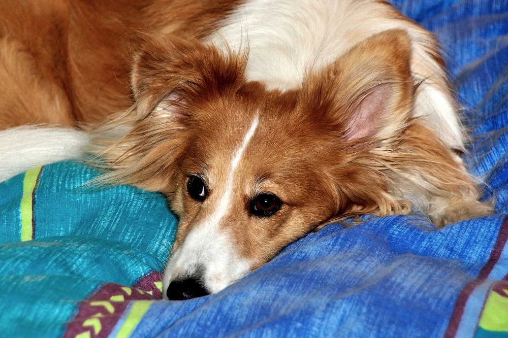 Siesta