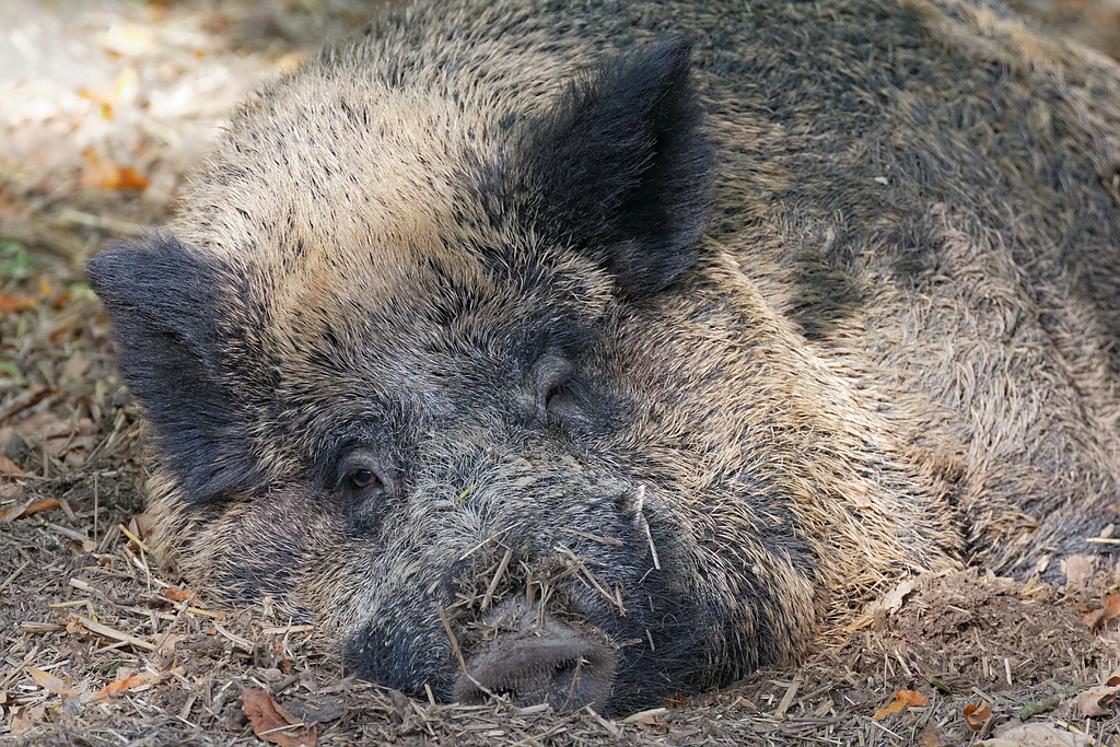 Siesta